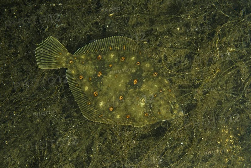 European plaice (Pleuronectes platessa) on algae