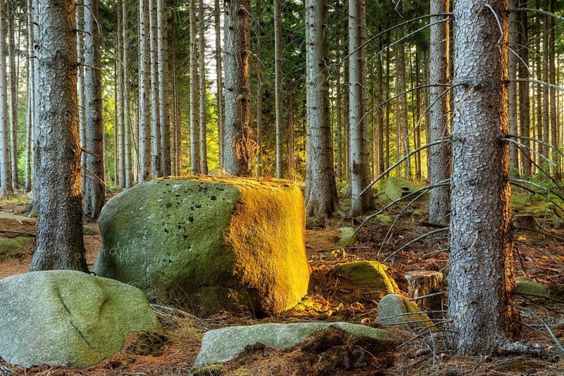 Spruce forest with large boulders in the evening light