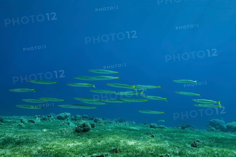 School of Yellow-tail Barracudas (Sphyraena flavicauda) swim over sea grass