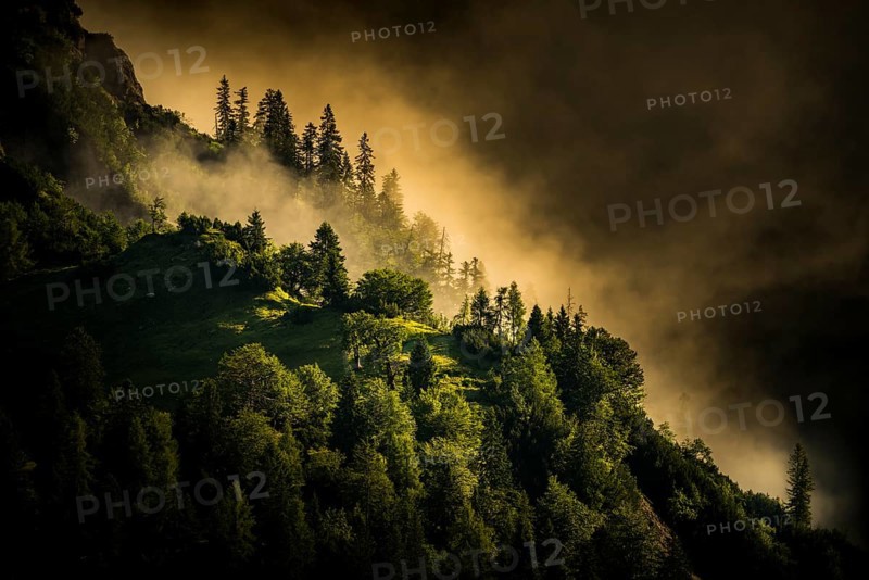 Mountain forest with early morning fog