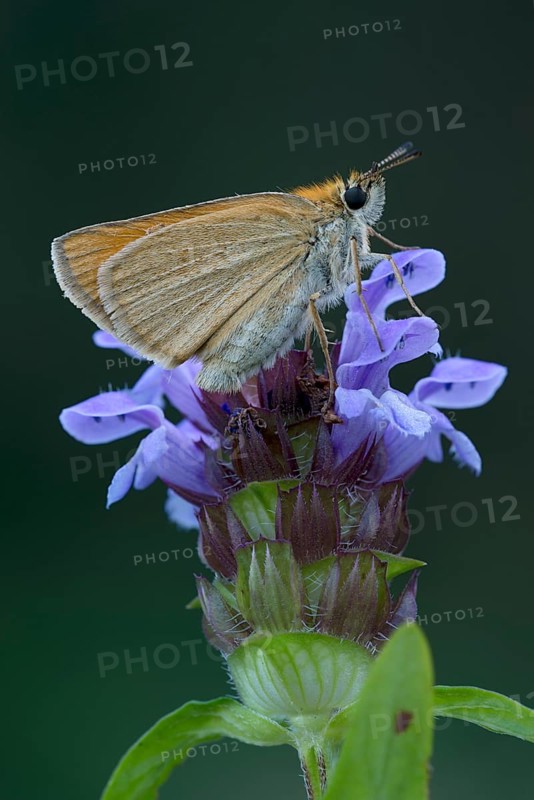 Essex skipper (Thymelicus lineola) on blossom