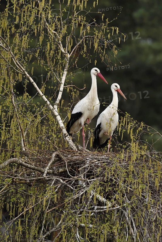 White storks (Ciconia ciconia)