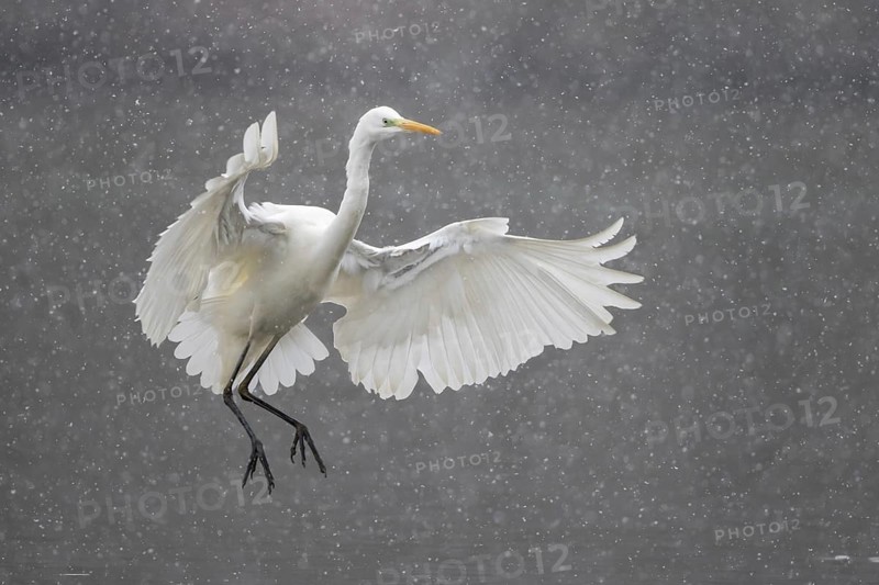 Great egret (Ardea alba)