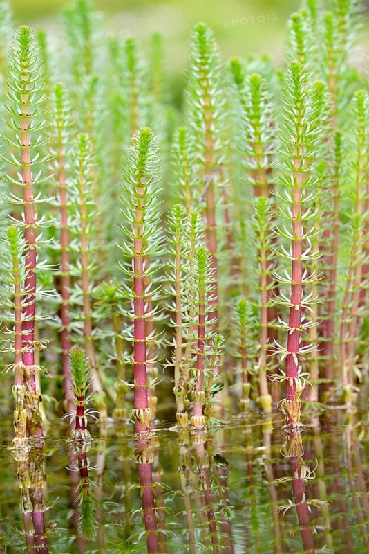 Common mare's tail (Hippuris vulgaris) in water