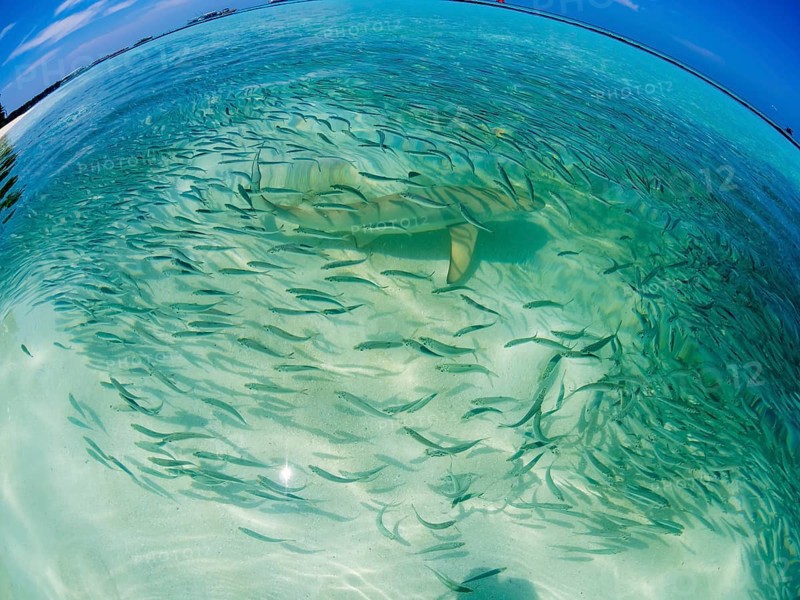 Fish swarm with sardines and hunting Blacktip reef shark (Carcharhinus melanopterus) in shallow water near the shore