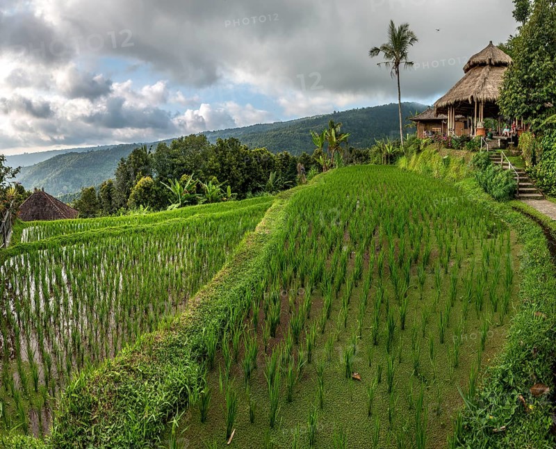 Rice terraces at Munduk