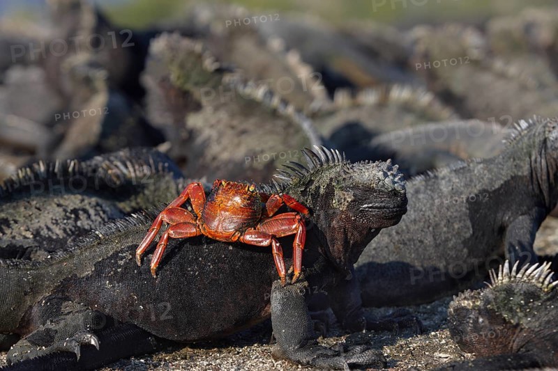 Red rock crab (Grapsus grapsus) foraging on a Marine iguana (Amblyrhynchus cristatus)
