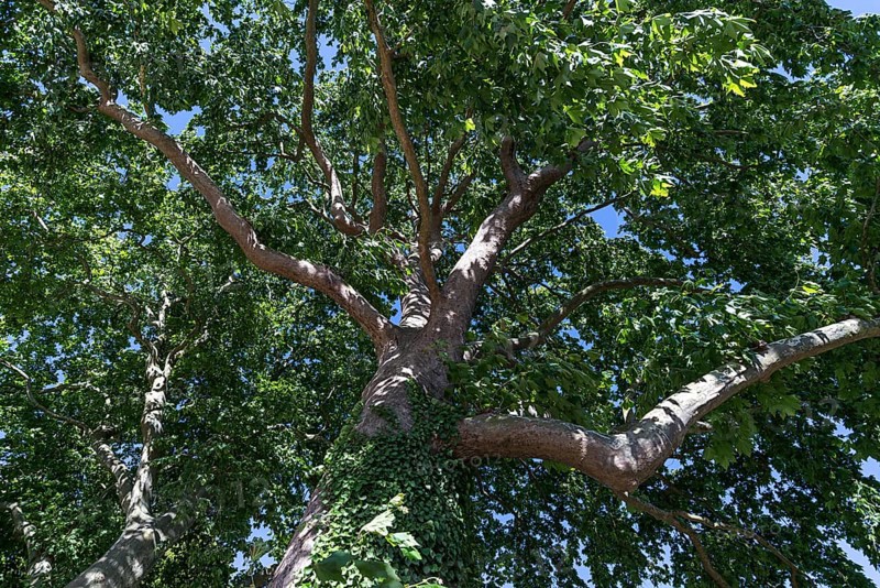 Maple-leaved plane tree (Platanus x hispanica)