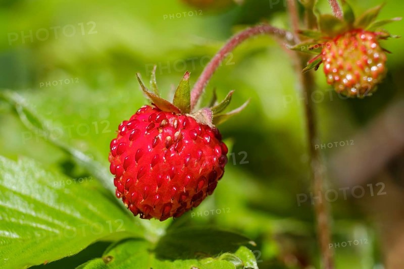 Woodland strawberry (Fragaria vesca)