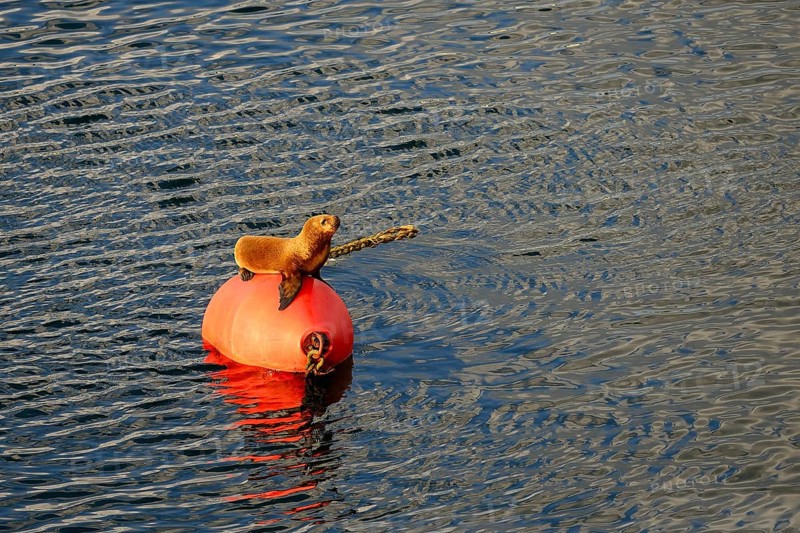 South American sea lion (Otaria flavescens) sits on red buoy in port