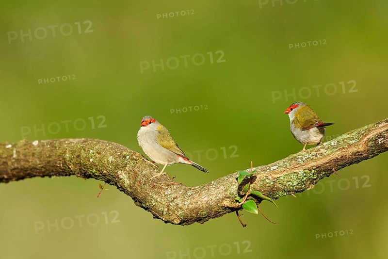 Red-browed finch (Neochmia temporalis) on a branch