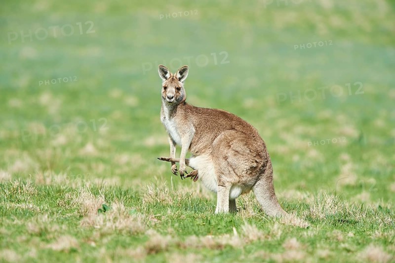 Eastern grey kangaroo (Macropus giganteus) on a meadow