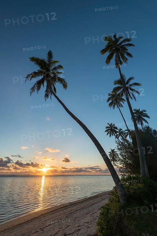 Palm trees on the sandy beach at sunset