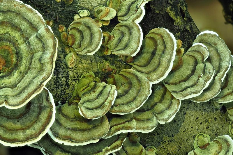 Unji mushroom (Trametes versicolor)
