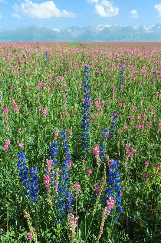 Wildflowers field in front of Tien Shan Mountain Range