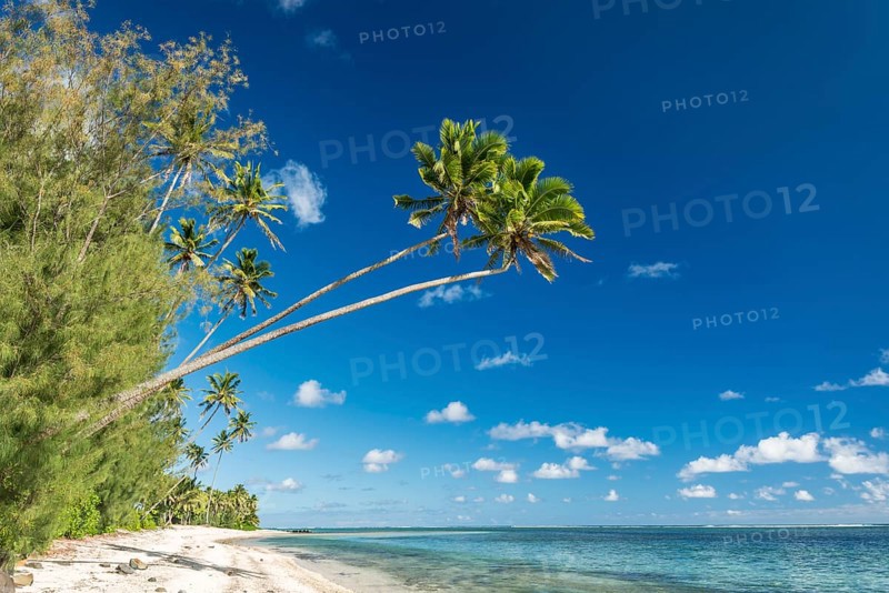 Sandy beach with palm trees and turquoise water
