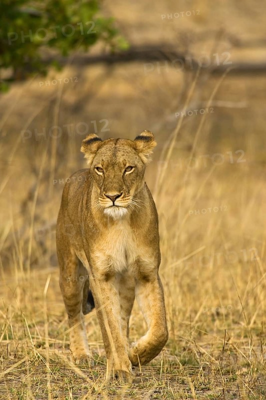Lion (Panthera leo)