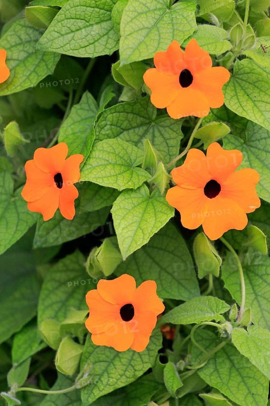 Black-eyed Susan vine (Thunbergia alata)