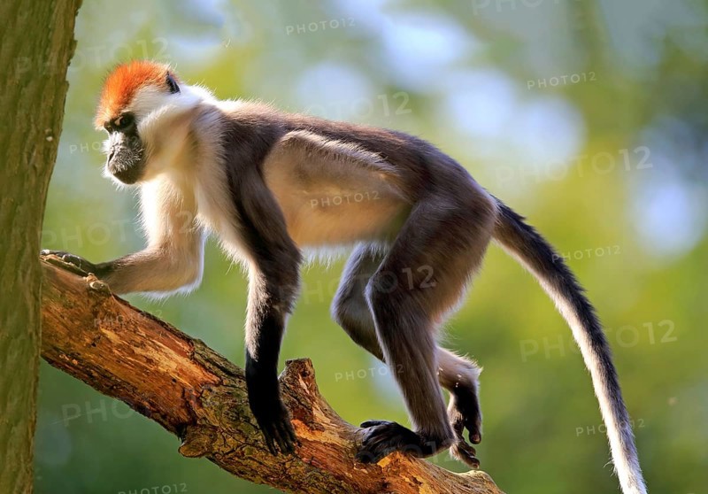 Collared mangabey (Cercocebus torquatus)