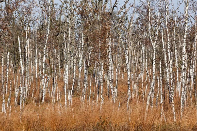 Dead Birches (Betula)