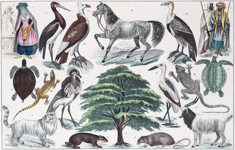 Zone-paintings West Asia