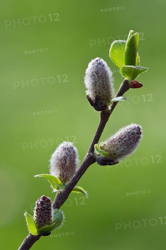Goat willow (Salix caprea)