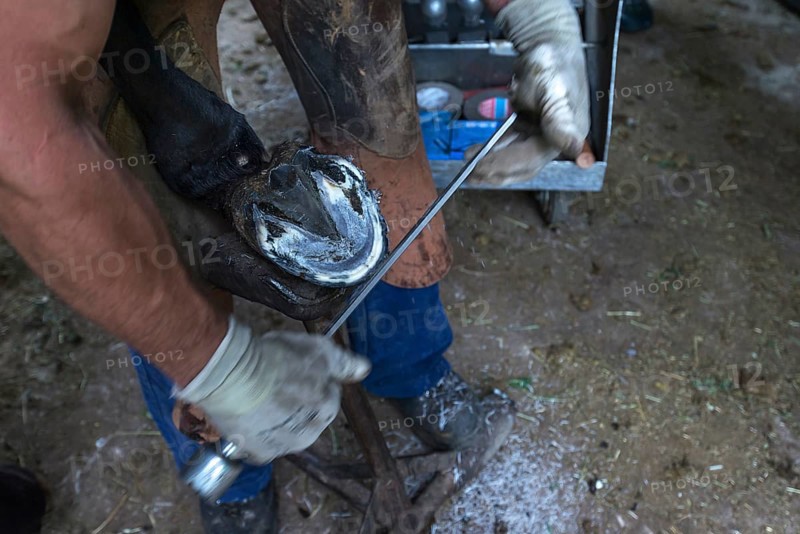Farrier fences horse hoof smooth