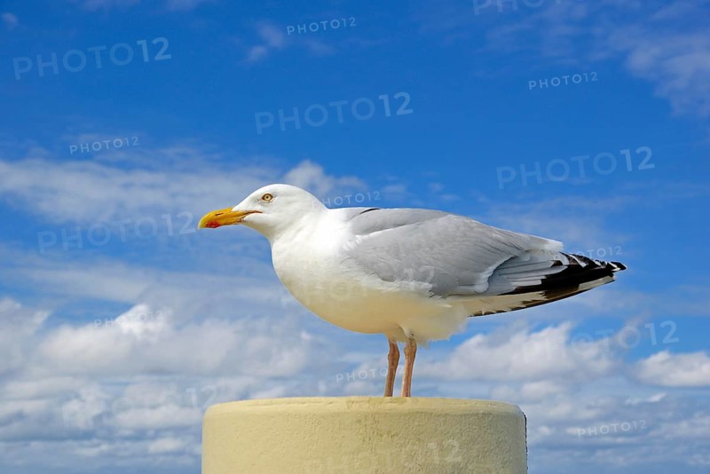European herring gull (Larus argentatus)