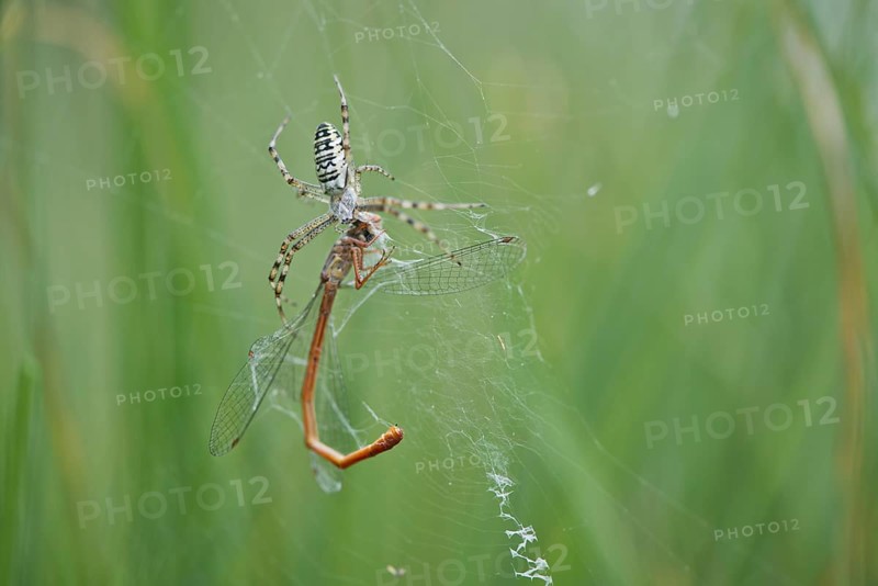 Wasp spider (Argiope bruennichi) with small red damselfly (Ceriagrion tenellum) as prey in spider web