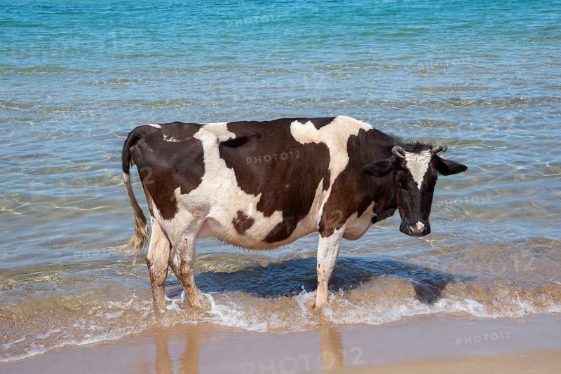 Cow stands in the sea at the beach