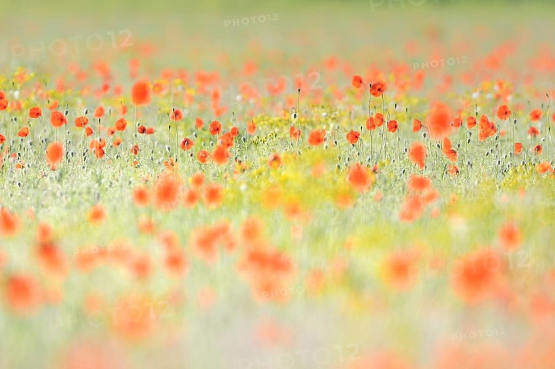 Sand poppy (Papaver argemone)