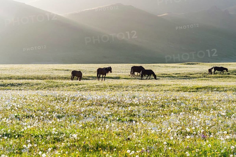 Horses