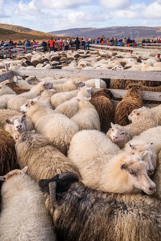 Counting and sorting of Islandic sheep