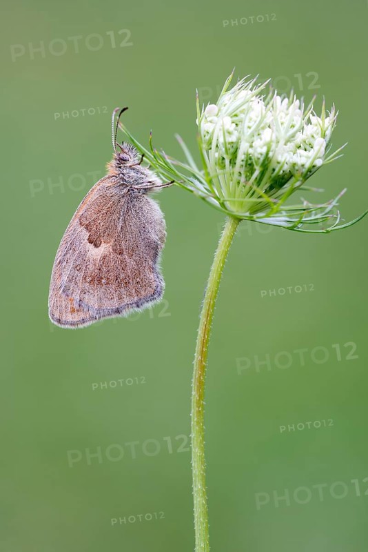 Small heath (Coenonympha pamphilus)