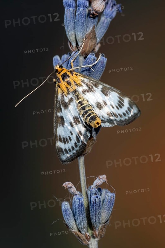 Abraxas grossulariata (Abraxas grossulariata) on lavender blossom