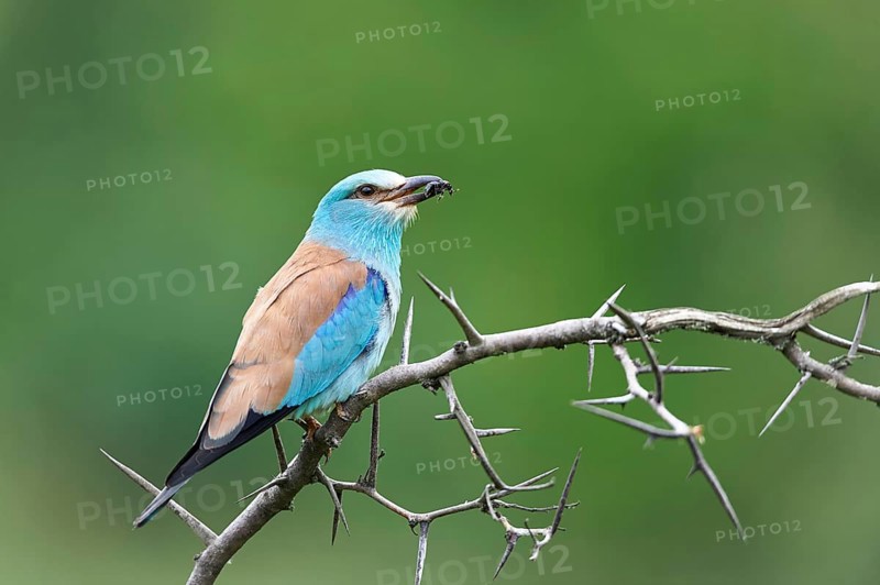 European roller (Coracias garrulus)