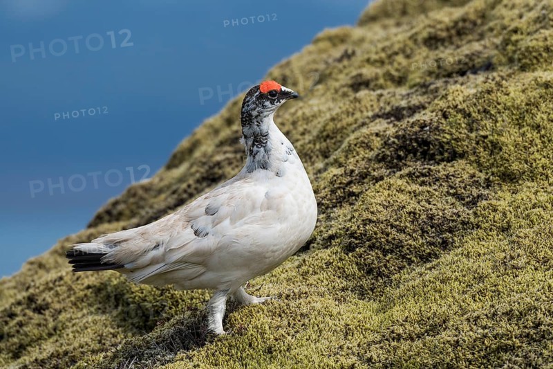 Rock Ptarmigan (Lagopus muta)