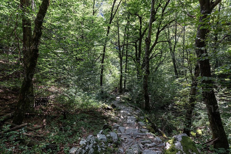 Stony hiking trail through the forest between the mountain villages of Rasa and Bordei