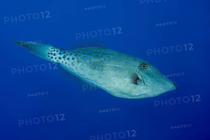 Scrawled Filefish (Aluterus scriptus) in the blue water