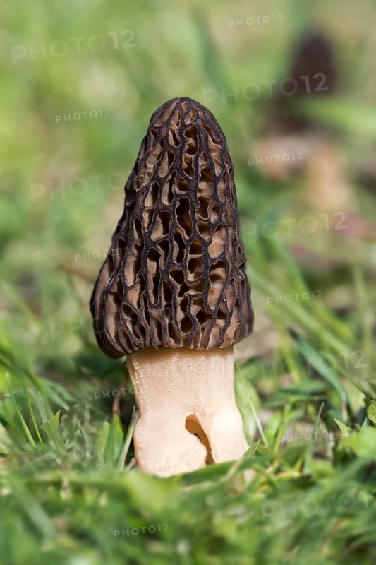 Black morel (Morchella conica)