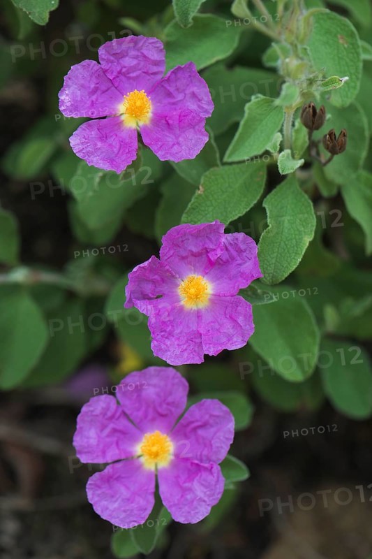 Cistus officinalis