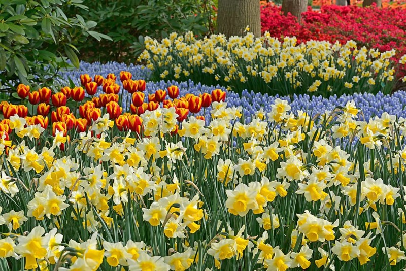 Flowering Tulips (Tulipa) and Daffodils (Narcissus) at Keukenhof