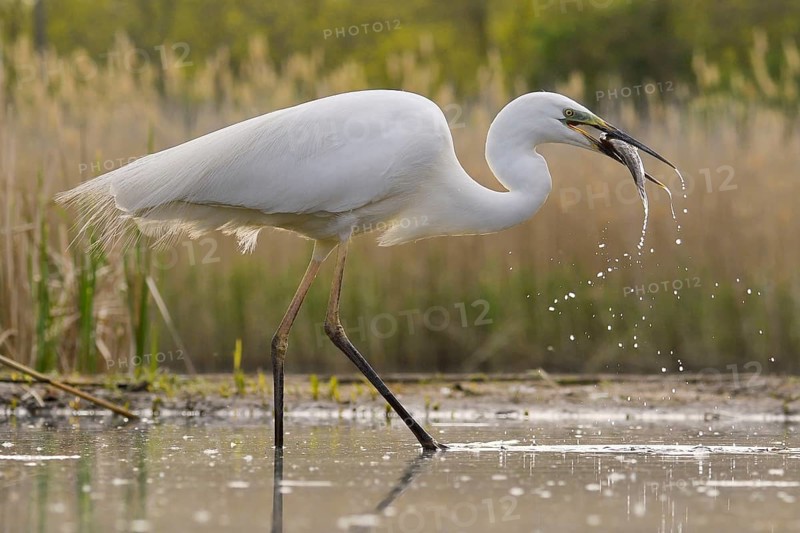 Great egret (Ardea alba)