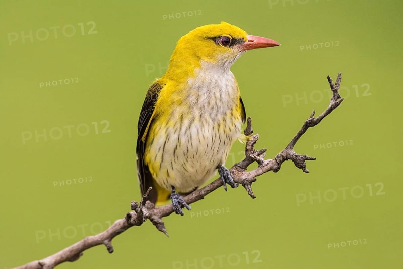 Eurasian Golden Oriole (Oriolus oriolus)