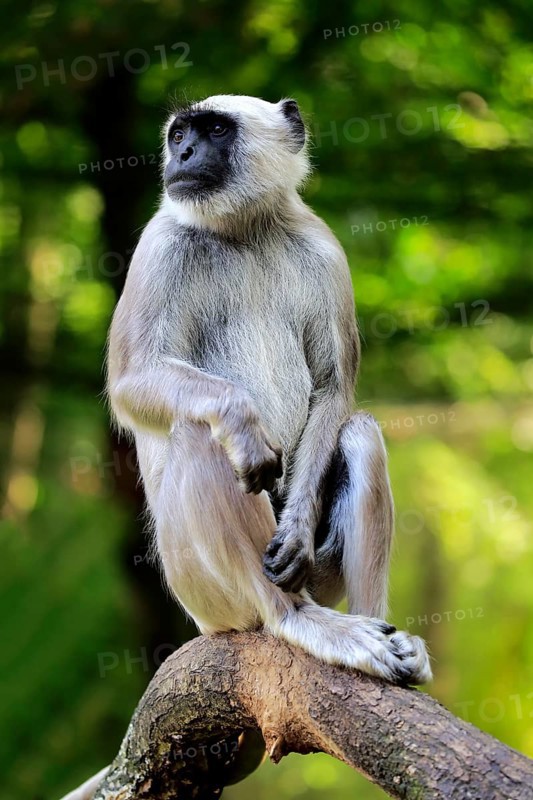 Northern plains gray langur (Semnopithecus entellus)