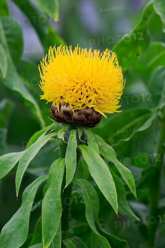 Globe knapweed (Centaurea macrocephala)