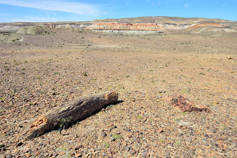 Desert landscape with petrified tree trunk