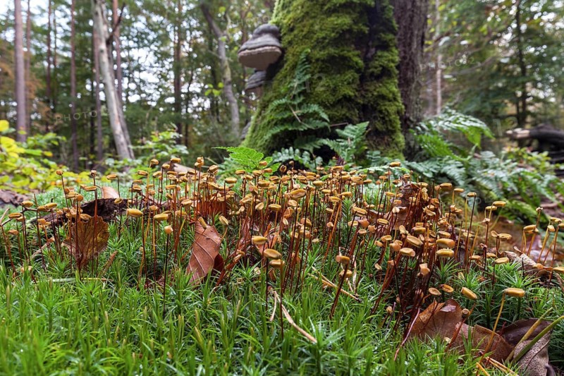 Mniaceae (Mniaceae) with spore stands