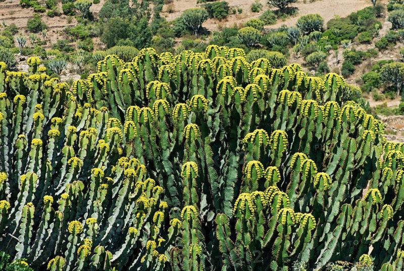 Flowering candelabra tree (Euphorbia candelabrum)