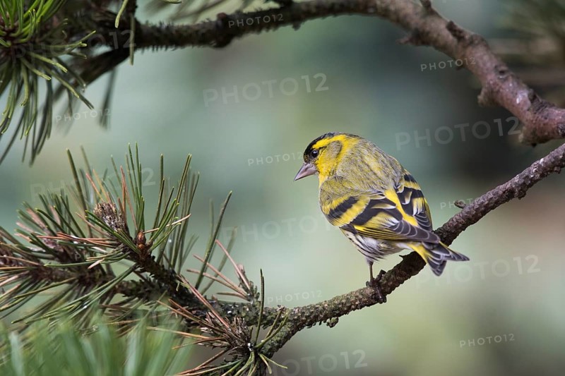 Eurasian siskin (Carduelis spinus)